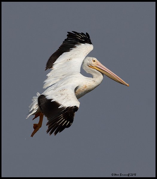 _8SB9726 american white pelican.jpg